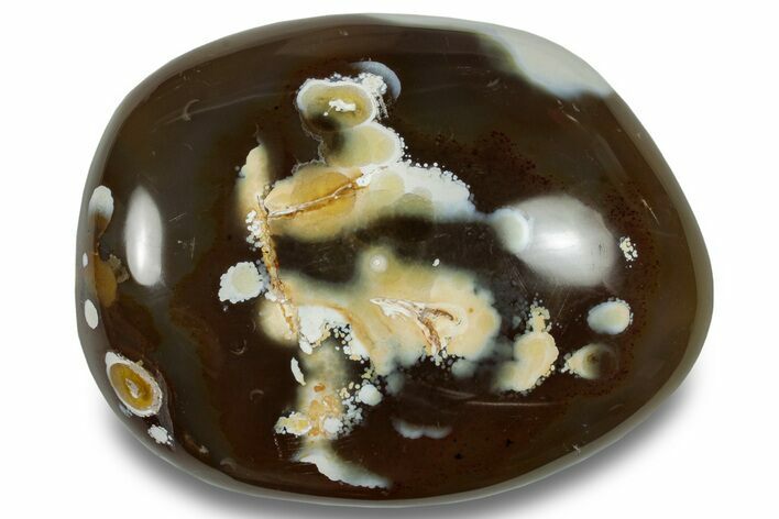 Colorful, Polished Carnelian Agate Palm Stone - Madagascar #256369